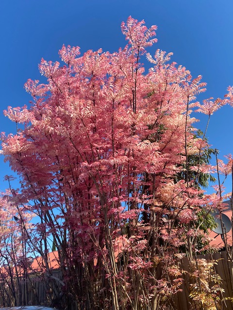 Cedrela sinensis Flamingo Chinese Cedar 330mm