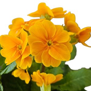 Easy Colour Poyanthus Apricot