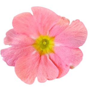 Easy Colour Primula obconica Rose