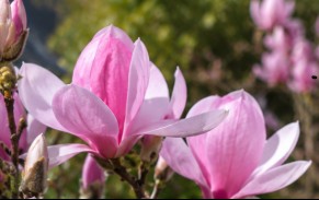 Magnolia sprengeri x sargentiana Sweetheart 330mm