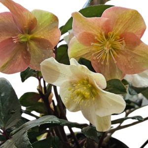 Helleborus Cinnamon Snow 170mm
