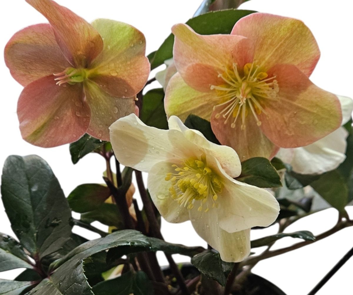 Helleborus Cinnamon Snow 170mm