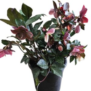 Helleborus Merlin 170mm