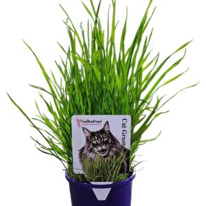 CAT GRASS 100MM