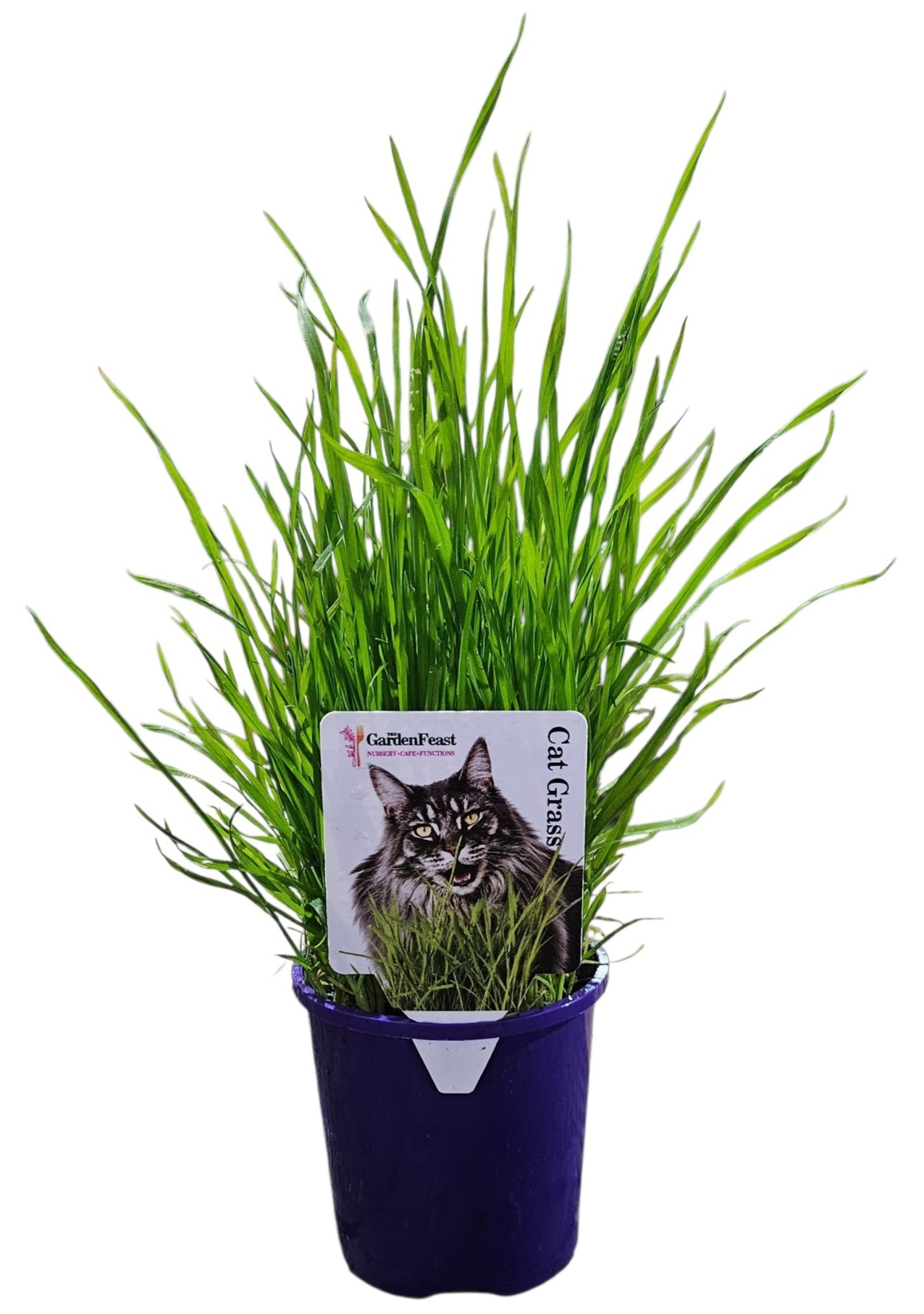 CAT GRASS 100MM