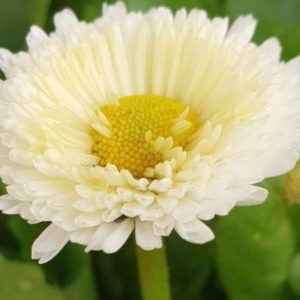 Easy Colour Daisy English White