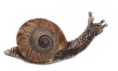 Snail Samll Antique Finish