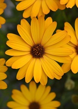 Osteospermum Voltage Gold 140mm