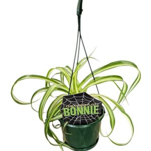 Chlorophytum Spider Plant Bonnie Hanging Basket 130mm