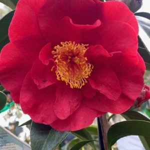 Camellia japonica Bob Hope 250mm