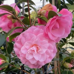 Camellia japonica Betty Ridley 250mm