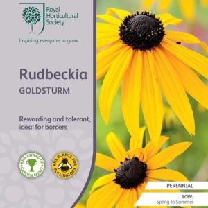 Rudbeckia Goldsturm Seed RHS