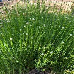 Olive Herb 140mm