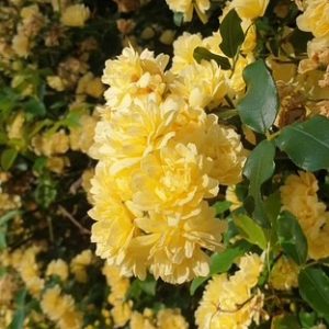 Rosa banksiae 'Lutea' Yellow Banksia Rose 200mm Pot