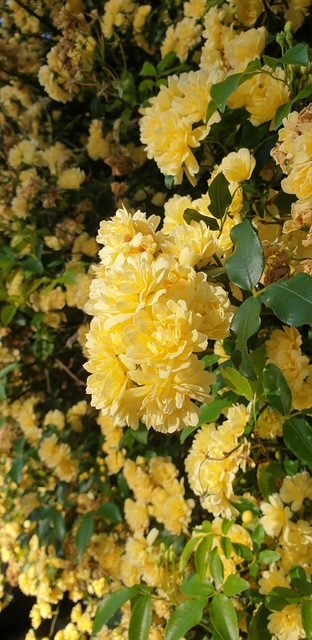 Rosa banksiae 'Lutea' Yellow Banksia Rose 200mm Pot