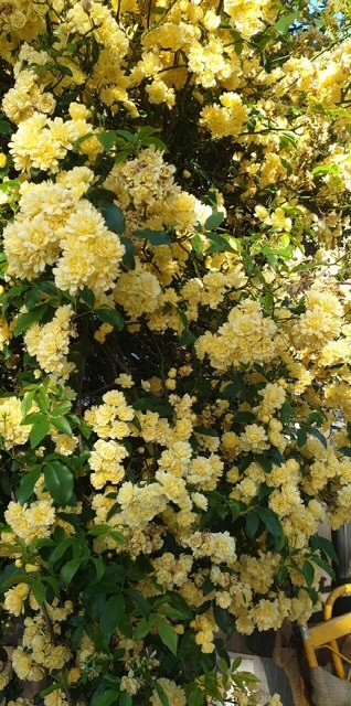 Rosa banksiae 'Lutea' Yellow Banksia Rose 200mm Pot