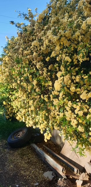 Rosa banksiae 'Lutea' Yellow Banksia Rose 200mm Pot