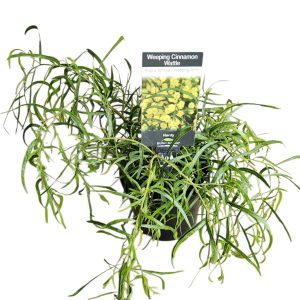 Acacia leprosa Weeping Cinnamon Wattle 140mm