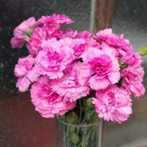 Dianthus Candy Floss Mauve 200mm Pot