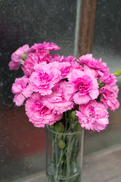Dianthus Candy Floss Mauve 200mm Pot