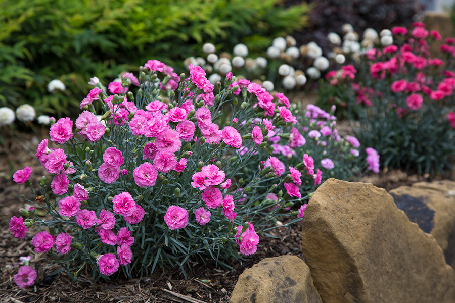 Dianthus Candy Floss Mauve 200mm Pot